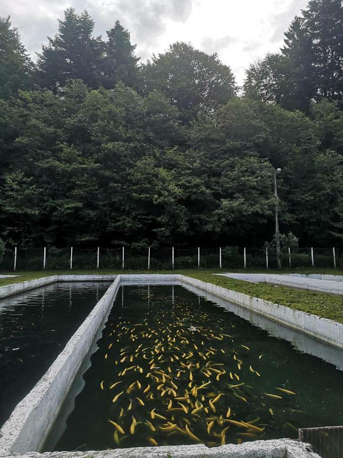 ホテル Floarea Reginei スタツィウネア・クリマテリカ・スンバタ エクステリア 写真